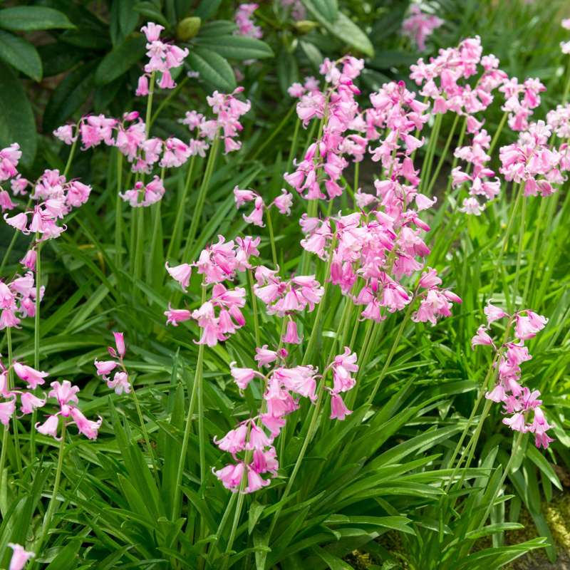 Spansk Scilla 'Rose Queen'